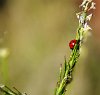 IMG_3197_m.JPG